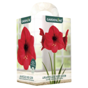 GARDENLINE Amaryllis im Karton 2.29 €