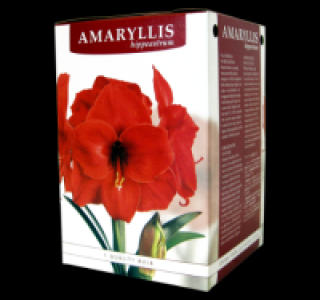 Amarylliszwiebeln