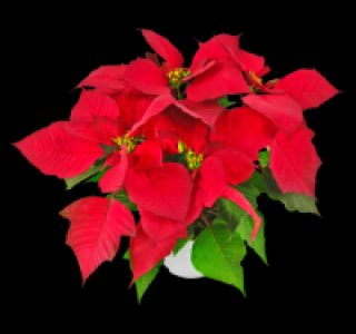 Weihnachtsstern
