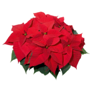 GARDENLINE Weihnachtsstern
