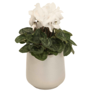 GARDENLINE Cyclame wei&szlig; in Keramik