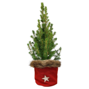 Aldi Süd  GARDENLINE Zuckerhutfichte o. Schnee