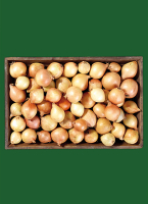 Spei­se­zwie­beln aus un­se­ren Lan­den 1.39 €