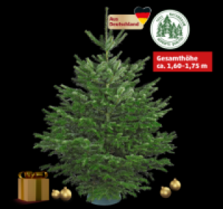 Nordmanntanne 14.99 €