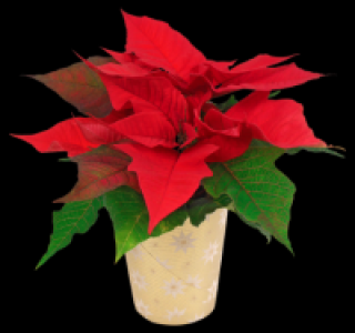 Mini-Weihnachtsstern