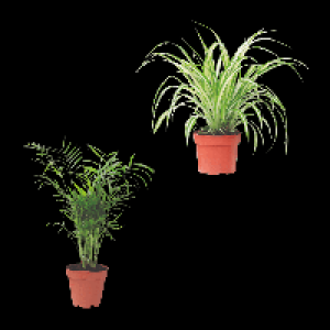 GARDENLINE Grünpflanze 2.22 €