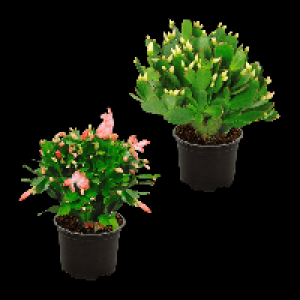 GARDENLINE Weihnachtskaktus (Schlumbergera) 1.69 €