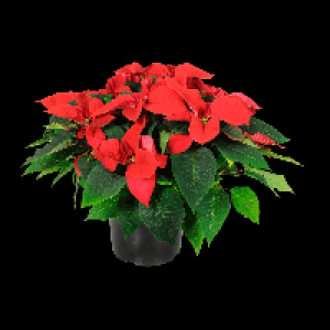 GARDENLINE Weihnachtssternbusch 4.44 €
