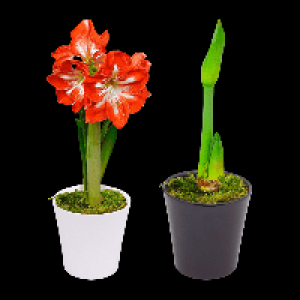 GARDENLINE Amaryllis im Keramiktopf 3.99 €