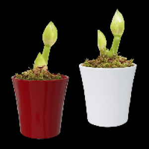GARDENLINE Amaryllis in Keramik 3.99 €