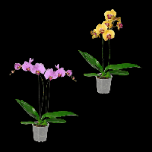 GARDENLINE Phalaenopsis 6.99 €
