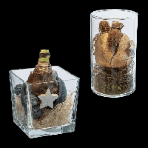 GARDENLINE Weihnachtliche Amaryllis im Glas 7.99 €