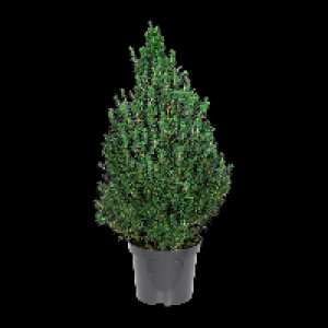 GARDENLINE Zuckerhutfichte 6.99 €