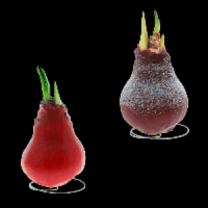 GARDENLINE Amaryllis, gewachst 3.99 €