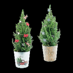 GARDENLINE Große Zuckerhutfichte 11.99 €