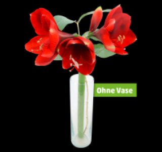 Penny  Amaryllis