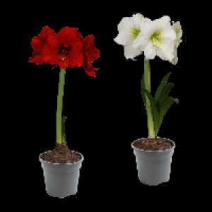 Aldi Nord Gardenline GARDENLINE Amaryllis
