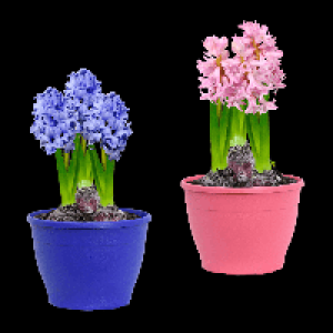 GARDENLINE Hyazinthen