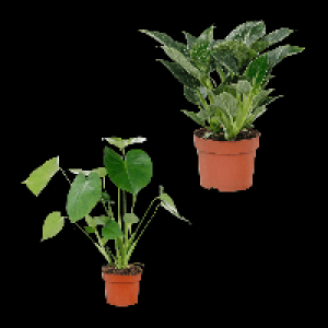 GARDENLINE Premium-Grünpflanze 3.99 €