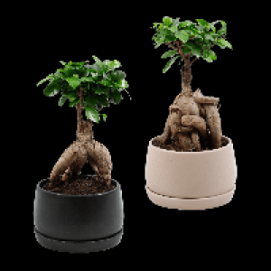 Aldi Nord Gardenline GARDENLINE Bonsai-Ginseng