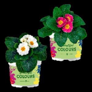 GARDENLINE Primeln 0.79&nbsp;&euro;