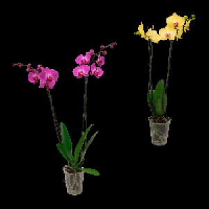 GARDENLINE Schmetterlings-Orchidee 6.99&nbsp;&euro;