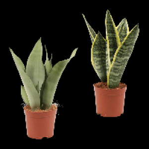 GARDENLINE Sansevieria 3.49 €