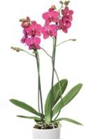 Schmetterlings- orchidee 5.99&nbsp;&euro;