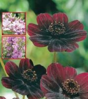 Schmuckpflanzen, Angelonie