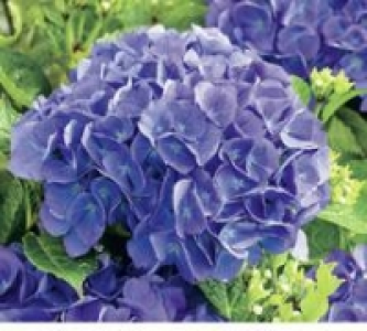 Bauernhortensie 9.99 €