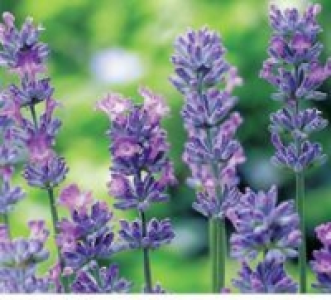 Lavendel 1.99 €