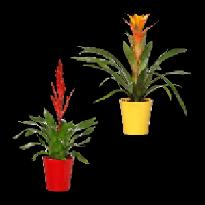 GARDENLINE Guzmania / Vriesea 5.99&nbsp;&euro;