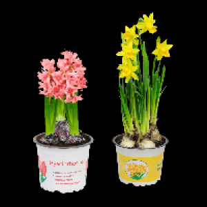 GARDENLINE Narzissen / Hyazinthen 1.69&nbsp;&euro;