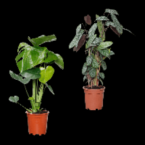 GARDENLINE Grünpflanze 5.55 €