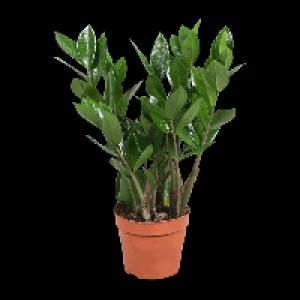 GARDENLINE Zamioculcas 3.99 €