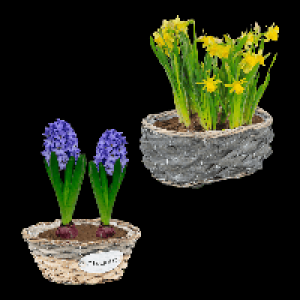 GARDENLINE Blumenzwiebeln im Gefäß 3.99 €