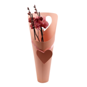 GARDENLINE Orchidee in Geschenkverpackung 9.99&nbsp;&euro;