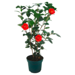 Aldi Süd  GARDENLINE Kamelie rot
