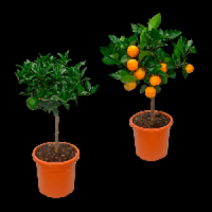 GARDENLINE Zitrusb&auml;umchen 14.99&nbsp;&euro;