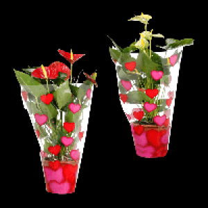 GARDENLINE Anthurie 4.44&nbsp;&euro;