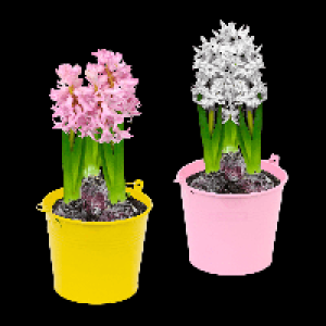 Aldi Nord Gardenline GARDENLINE Blumenzwiebeln im Zink-Übertopf