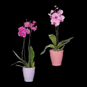 GARDENLINE Phalaenopsis 8.99 €