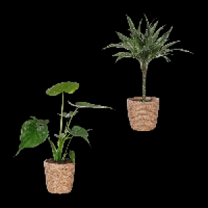 GARDENLINE Grünpflanze 7.99 €