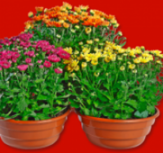 Chrysanthemen-Schale