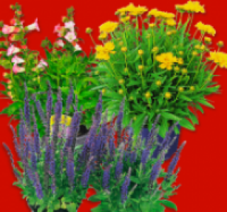 Stauden-Mix 2.99 €