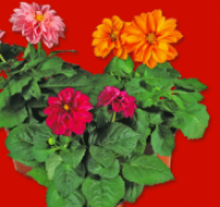 Dahlia-Mix