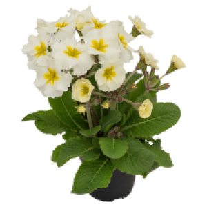 GARDENLINE Primel Elatior/Stella