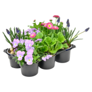 GARDENLINE Fr&uuml;hlingstrio