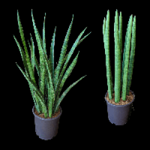 GARDENLINE Sansevieria