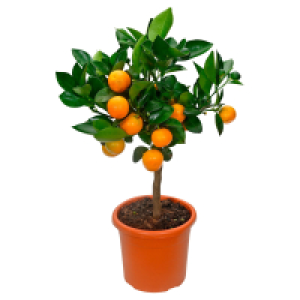 GARDENLINE Calamondinorange 13.99 €